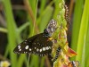 Common Crow Butterfly 